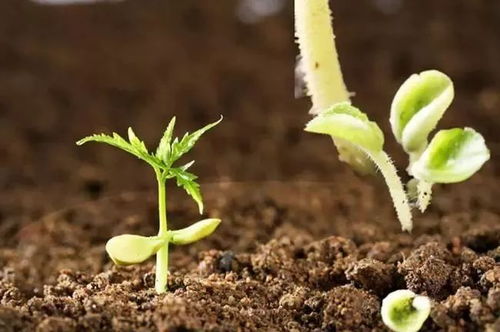 未來五年肥料研發重點聚焦 微生物菌肥與復合微生物肥料的創新之路